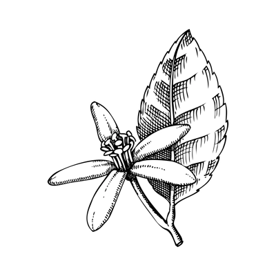 Vintage lime flower sketch. Citrus fruit blossom hand-drawn vector illustration. Exotic plant drawing in engraved style. Botanical design element. NOT AI-generated